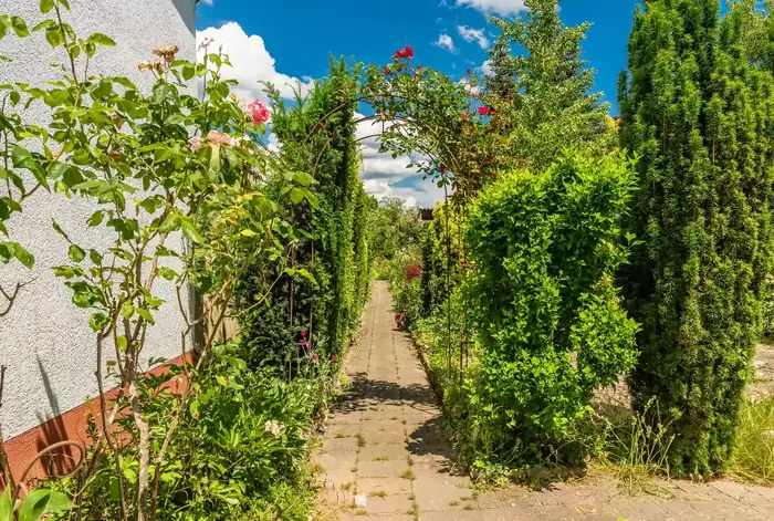 Zugewachsener Gartenweg mit hohen, ungeschnittenen Hecken vor der Gartenpflege